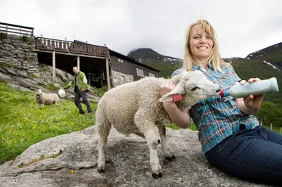 a woman is feeding a sheep from a bottle at Westerås Gard in Geiranger