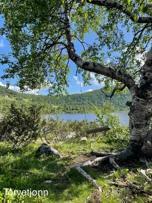 a swing hanging from a tree next to a lake at Hjemmekoselig hytte på Rauland in Rauland
