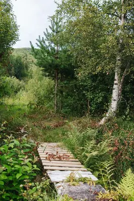 a wooden path in the middle of a forest at Dream Cabin Mivo X - Mountain Views and Idyllic Location at Strandafjellet in Stranda