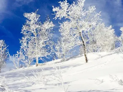 a group of trees covered in snow at 4 person holiday home in GEILO-By Traum in Geilo