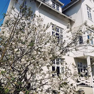 a flowering tree in front of a white building at Valldal Sentrum Overnatting in Valldal