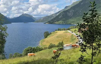 a group of cows grazing on a hill next to a lake at Nice Home In Rauland With Kitchen in Rauland