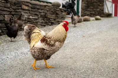 a chicken standing on the ground with other chickens behind it at Vakker leilighet - stor parkeringsplass 10min fra Bergen in Bergen