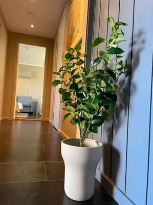a plant in a white vase sitting on a table at Cosy and well-equipped apartment with free parking in Trondheim