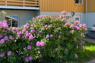 a bush of pink flowers in front of a house at Cosy and well-equipped apartment with free parking in Trondheim