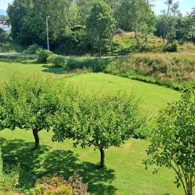 two trees in the middle of a green field at Koselig leilighet i Langevåg in Holen