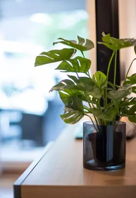 a plant in a vase sitting on a table at Modern and central apartment in Bergen in Bergen