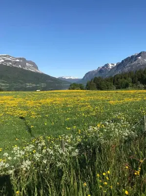 a field of flowers with mountains in the background at The Olav-house from 1840, at farm Ellingbø in Vang I Valdres