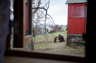 a horse standing in a field next to a red barn at Skanckegårdene AS in Røros