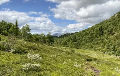 a grassy hillside with trees on the side of it at Nice Home In Rauland With House A Mountain View in Rauland
