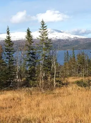 a group of trees in a field with a snow covered mountain at Charming apartment in Meråker in Meråker