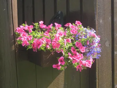 a basket of flowers hanging on a wall at Smegarden Camping in Oppdal