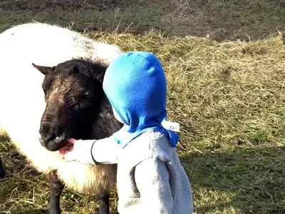 a stuffed animal is standing next to a sheep at 6 person holiday home in AVERØY-By Traum in Stein