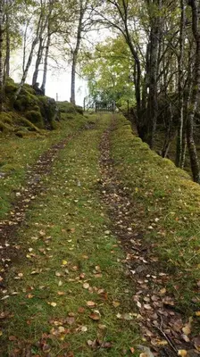 a dirt road in a field with trees at Bregnehytte in Leikanger