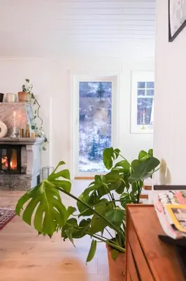 a green plant in a living room with a fireplace at Beautiful Private Villa with Lake View and Boat in Hålland
