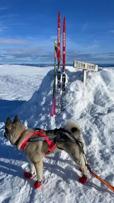 a dog is standing in the snow next to skis at Hytte med Anneks og fantastisk utsikt på Ljøsheim in Mesnali