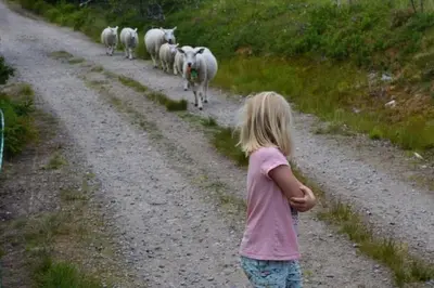 a little girl watching a herd of sheep walking down a dirt road at Høstkos og ro på Budor, 4 roms hytte med peis og wifi in Nordset