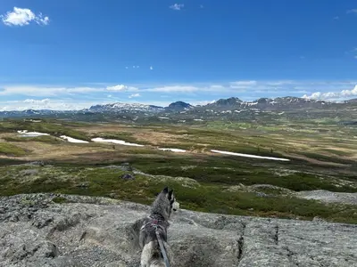 a dog sitting on top of a rock looking at a valley at Kinnkosen - cabin with panoramic view for 6 persons in Ål
