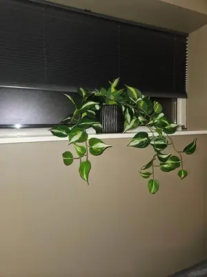 a green plant sitting on a shelf under a window at Leilighet nær flyplass og Ålesund sentrum in Ytterland