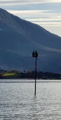 a pole in the water with birds sitting on it at Feriehus nede ved sjøen inntil 6 pers in Vestnes