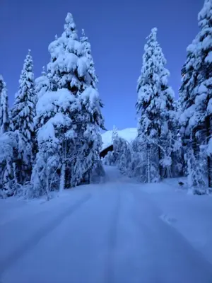 a group of pine trees covered in snow at Tronstadbu- 1800s Cabin near Geirangerfjord & Slogen Hike in Hellesylt