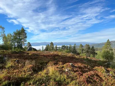 a grassy hill with trees and a cloudy sky at Sveheim - cabin with an amazing view in Flå