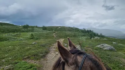 a horse is walking on a grassy hill at Leilighet på Bekkeli, Beito. in Beitostøl