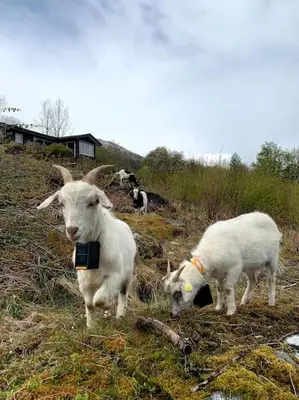 a couple of goats standing on a grassy hill at Cabin by the Fjord in Øksendalsøra