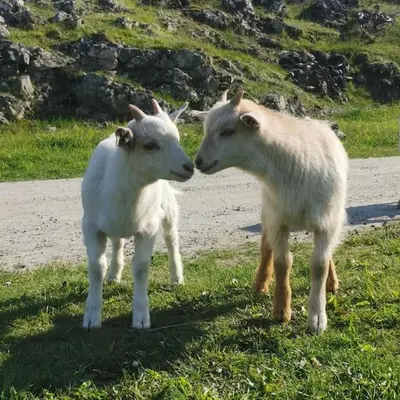 two goats standing next to each other in a field at Stabburet på Balsnes Gård in Hitra