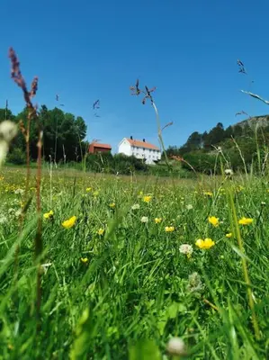 a field filled with lots of green grass and yellow flowers at Stabburet på Balsnes Gård in Hitra