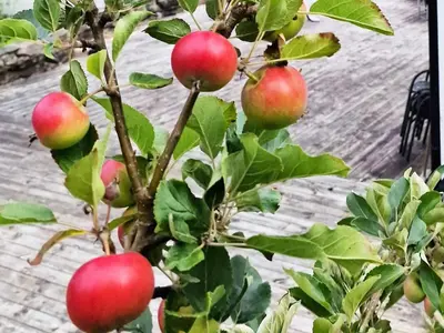 a branch of an apple tree with red apples on it at 8 person holiday home in Masfjordnes-By Traum in Masfjorden
