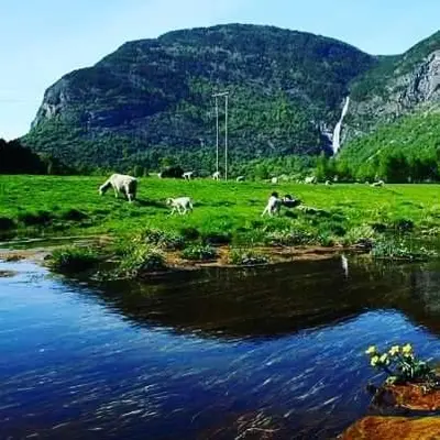 a group of animals grazing in a field next to a river at Kvammehuset på Gamle Lærdalsøyri in Lærdalsøyri