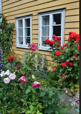 a garden of flowers in front of a house at Kvammehuset på Gamle Lærdalsøyri in Lærdalsøyri