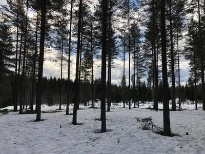 a group of trees in a snow covered forest at Rena Hostel in Rena