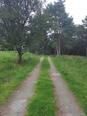 a dirt road in the middle of a field with trees at Bay View Island Room - Svanøy in Svanøy