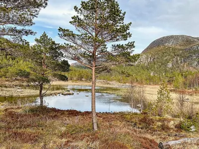 a tree in the middle of a field with a pond at 4 person holiday home in Lysøysundet in Teksdal