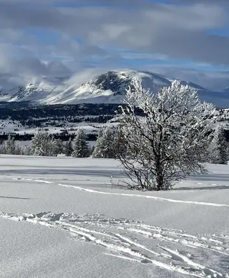 a tree in the snow with a mountain in the background at Golsfjellet - new modern cabin with fantastic view in Golsfjellet