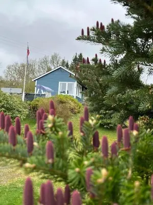 a blue house sitting on top of a hill with flowers at Holiday Home Sletta in Sletta