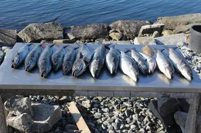 a row of fish sitting on a table next to the water at Fjordhytte-3 in traumhafter Lage 100 Meter vom Hardangerfjord, Motorboot mietbar in Ænes