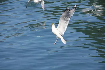 two seagulls flying over a body of water at Fjordhytte-7, im Vestland, am Maurangerfjord beim Hardanger, nahe Trolltunga, zwischen Odda und Rosendal in Sundal