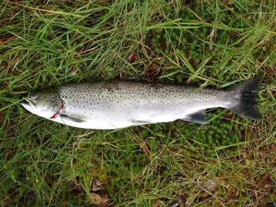 a fish laying on the ground in the grass at Fjordhytte-7, im Vestland, am Maurangerfjord beim Hardanger, nahe Trolltunga, zwischen Odda und Rosendal in Sundal