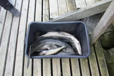 a dead fish in a basket on a table at Fjordhytte-7, im Vestland, am Maurangerfjord beim Hardanger, nahe Trolltunga, zwischen Odda und Rosendal in Sundal