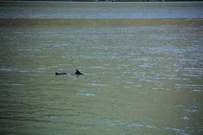 a duck swimming in a large body of water at Fjordhytte-5 Hardanger-Region, zwischen Odda und Rosendal in Sundal