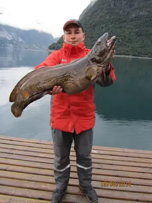 a boy holding a large fish in his hands at Fjordhytte-6 direkt am Maurangerfjord, einem Seitenarm des Hardangerfjords in Sundal