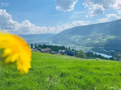 a yellow flower in a field of green grass at Rudland Gård - Unik gårdsovernatting i stabbur fra 1750 in Sør-Fron