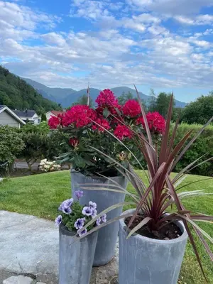 two buckets filled with pink flowers in a yard at KS Apartment Modern & cozy flat 20 min from Bergen centre in Espeland