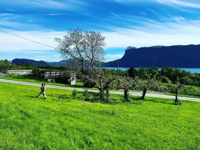 a man walking in a field of green grass at Øen Hytter 1 in Sørbø