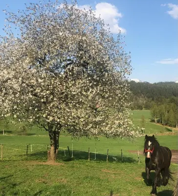 a horse running in front of a flowering tree at Gårdsidyll i flotte omgivelser in Ålesund