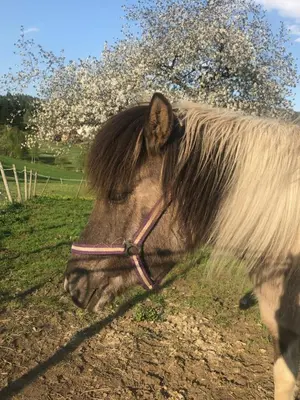 a horse with a long mane laying in the grass at Gårdsidyll i flotte omgivelser in Ålesund