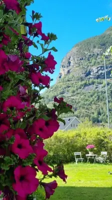 a bush of pink flowers with a table and chairs at Feriehus i Lærdal in Mjeldo